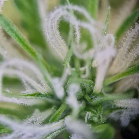 Gelato Auto  growlog timeline photo