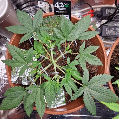 Blueberry Auto growlog photo: Blüte 