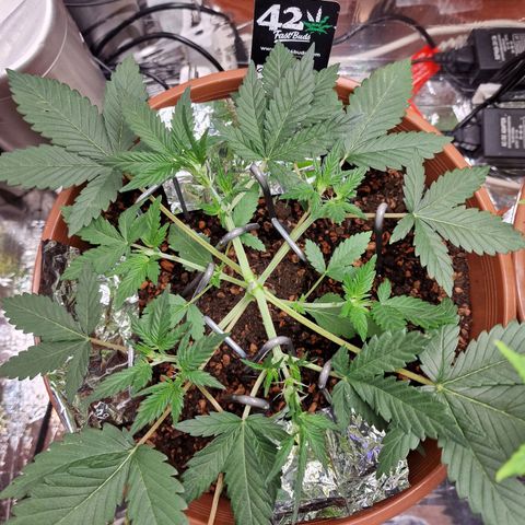 Blueberry Auto growlog photo: Blüte 