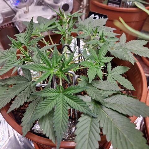 Blueberry Auto growlog timeline photo
