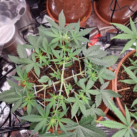 Blueberry Auto growlog timeline photo