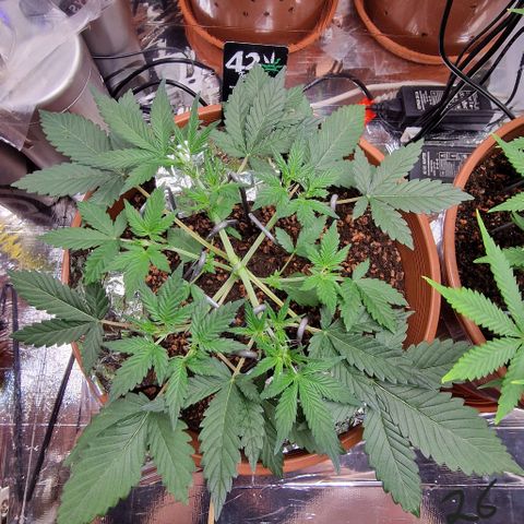 Blueberry Auto growlog timeline photo