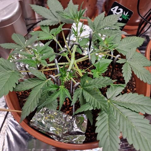 Blueberry Auto growlog timeline photo