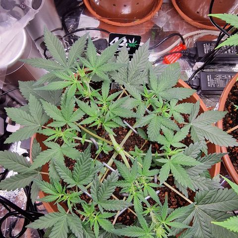 Blueberry Auto growlog timeline photo