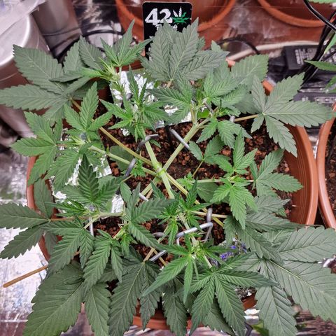 Blueberry Auto growlog timeline photo