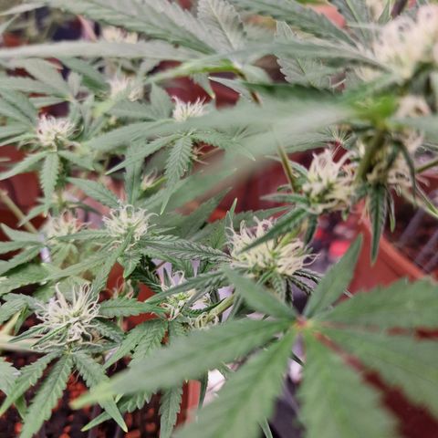 Gelato Auto  growlog timeline photo