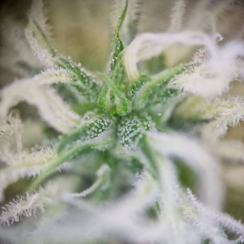 Gelato Auto  growlog timeline photo
