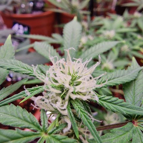 Gelato Auto  growlog timeline photo