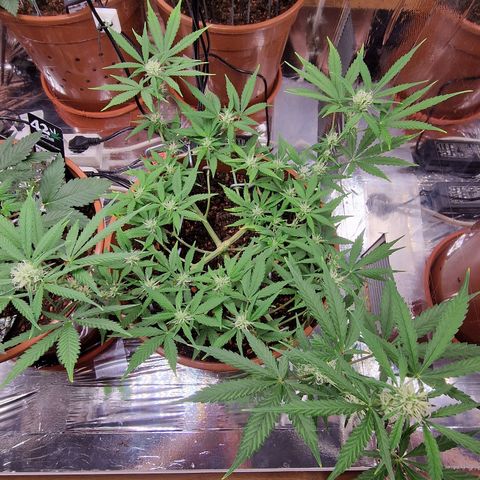Gelato Auto  growlog timeline photo