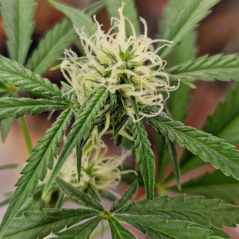 Gelato Auto  growlog timeline photo