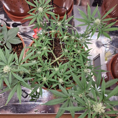 Gelato Auto  growlog timeline photo