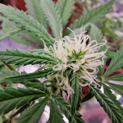 Gelato Auto  growlog timeline photo