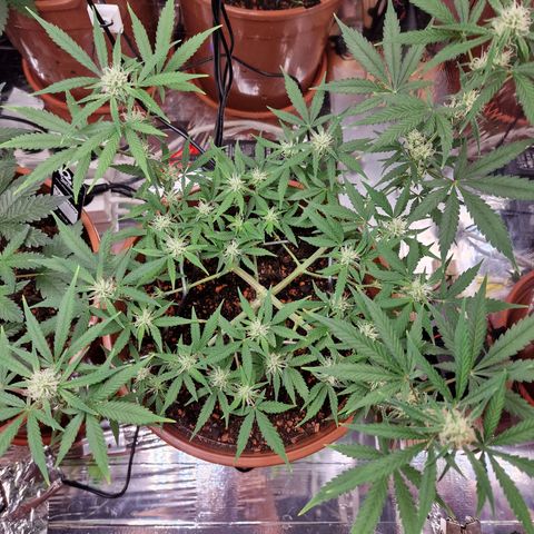 Gelato Auto  growlog timeline photo