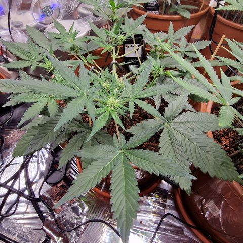 Blueberry Auto growlog timeline photo