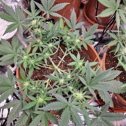 Blueberry Auto growlog timeline photo