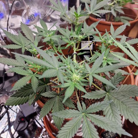 Blueberry Auto growlog timeline photo