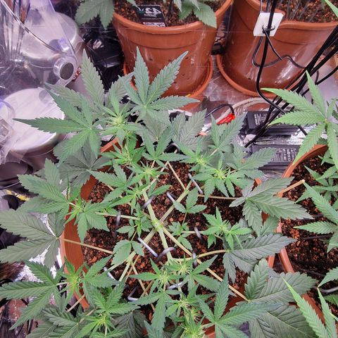 Blueberry Auto growlog timeline photo