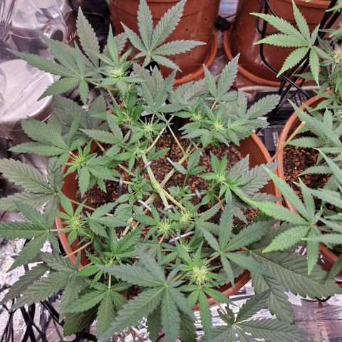 Blueberry Auto growlog timeline photo