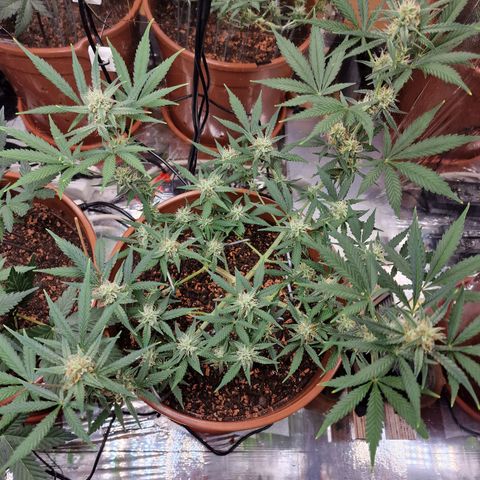 Gelato Auto  growlog timeline photo