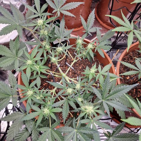 Blueberry Auto growlog timeline photo