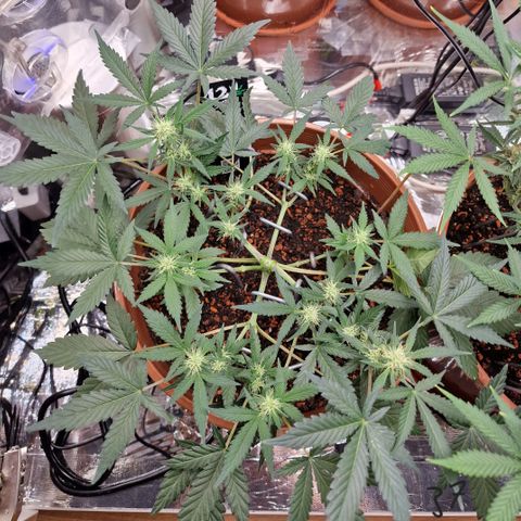 Blueberry Auto growlog timeline photo