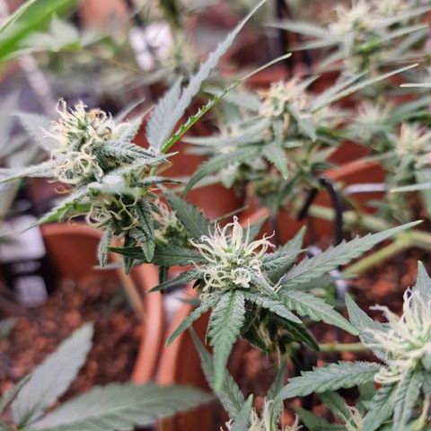 Gelato Auto  growlog timeline photo