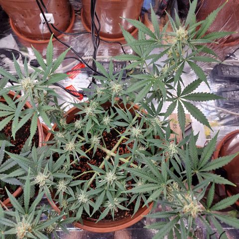 Gelato Auto  growlog timeline photo