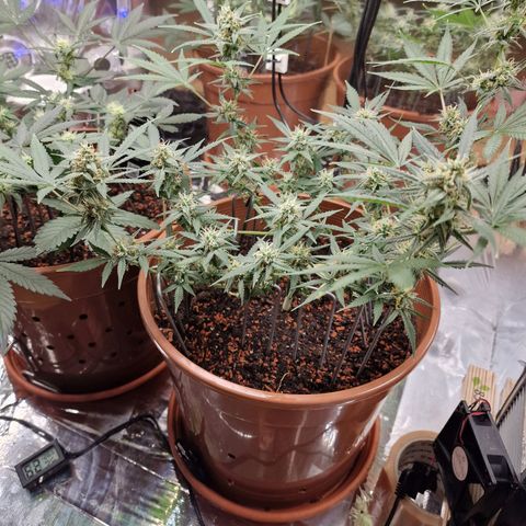 Gelato Auto  growlog timeline photo