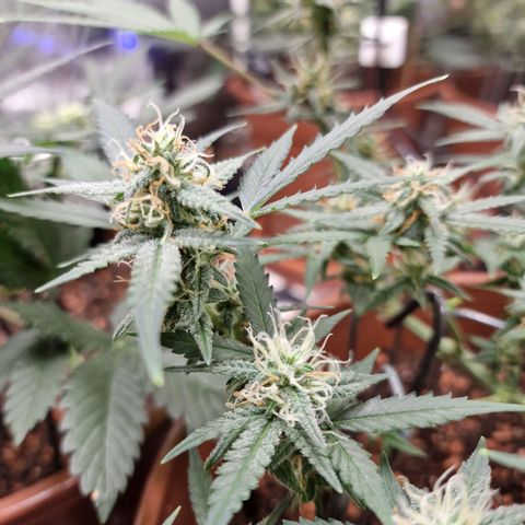 Gelato Auto  growlog timeline photo