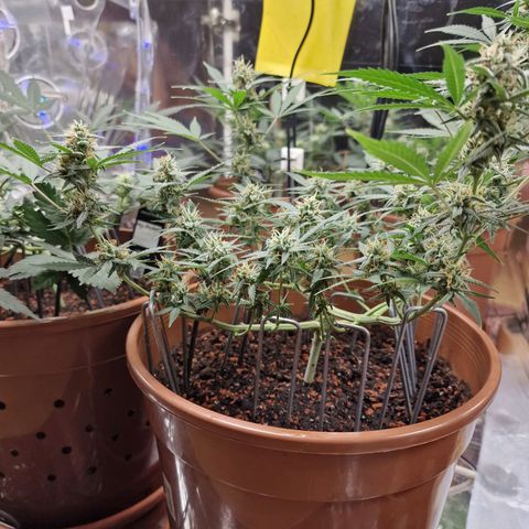 Gelato Auto  growlog timeline photo