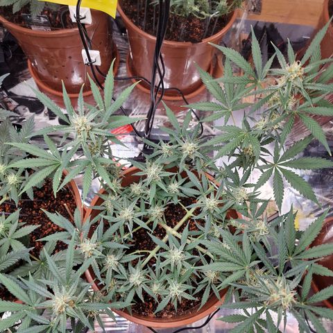 Gelato Auto  growlog timeline photo