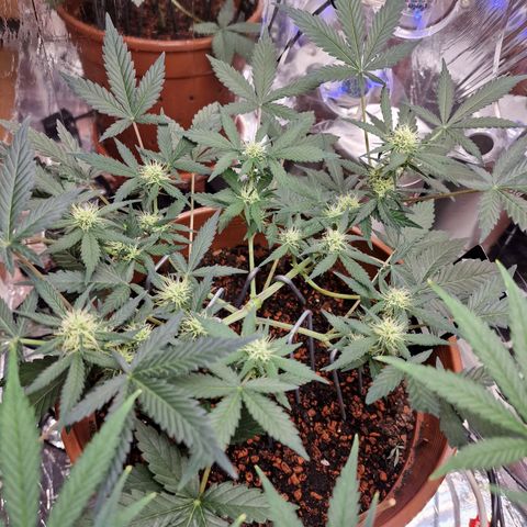Blueberry Auto growlog timeline photo