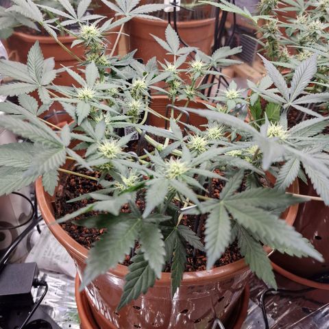 Blueberry Auto growlog timeline photo