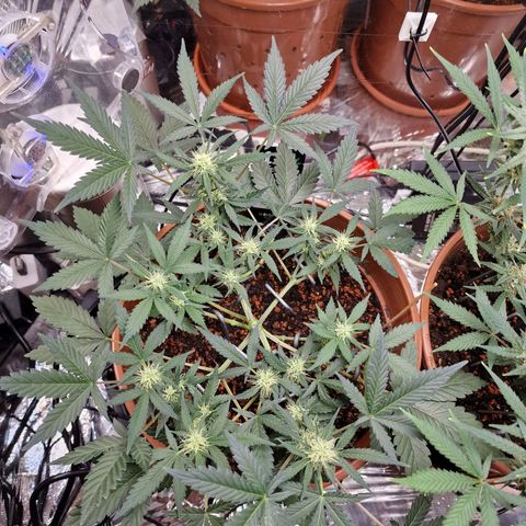 Blueberry Auto growlog timeline photo