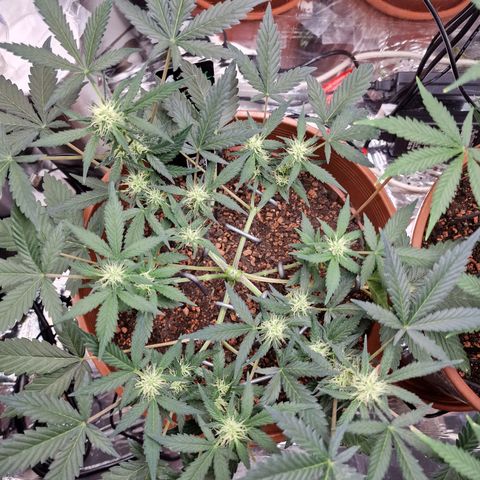 Blueberry Auto growlog timeline photo