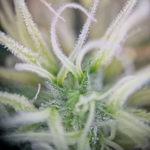 Blueberry Auto growlog timeline photo