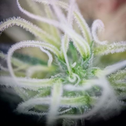 Blueberry Auto growlog timeline photo