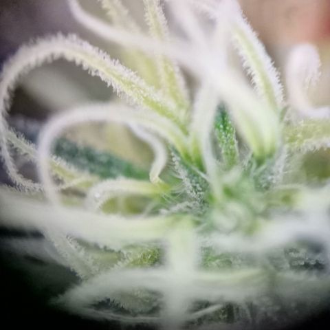 Blueberry Auto growlog timeline photo