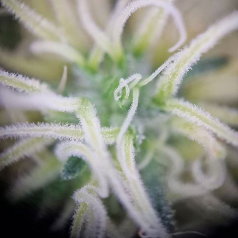 Blueberry Auto growlog timeline photo