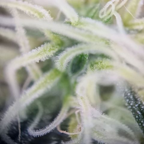 Blueberry Auto growlog timeline photo