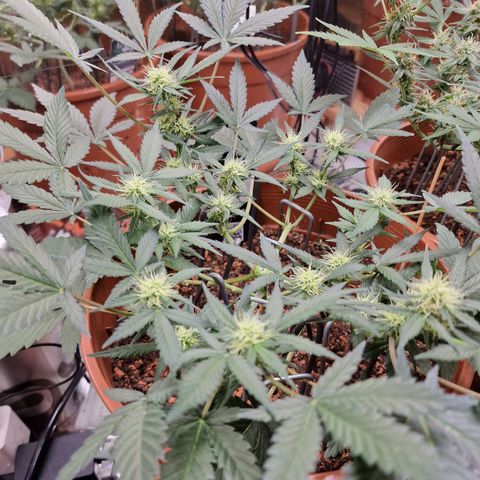 Blueberry Auto growlog timeline photo