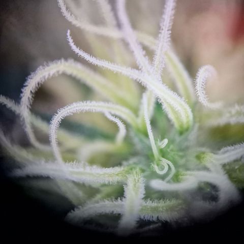 Blueberry Auto growlog timeline photo