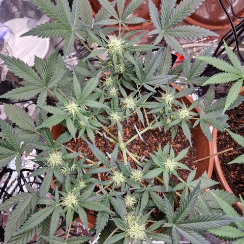 Blueberry Auto growlog timeline photo