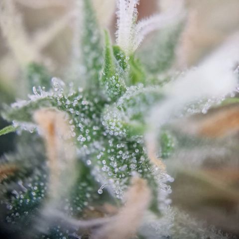 Gelato Auto  growlog timeline photo