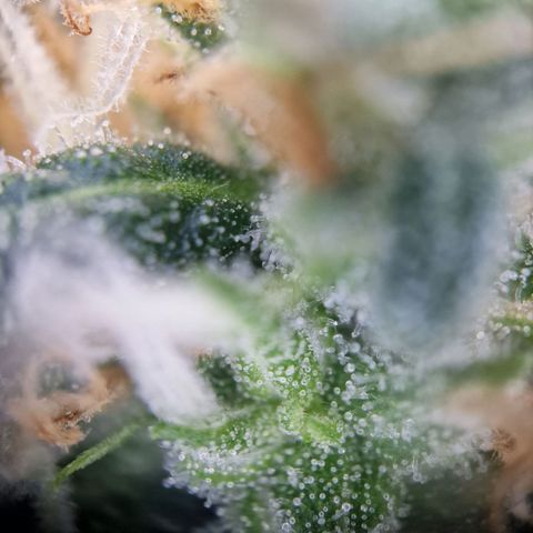 Gelato Auto  growlog timeline photo