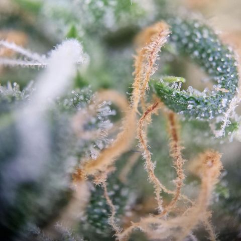 Gelato Auto  growlog timeline photo