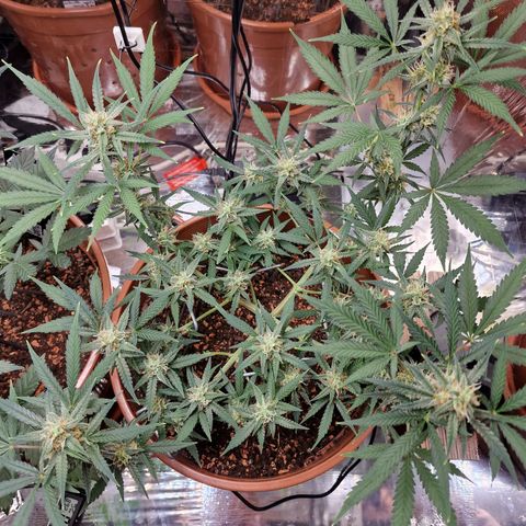 Gelato Auto  growlog timeline photo
