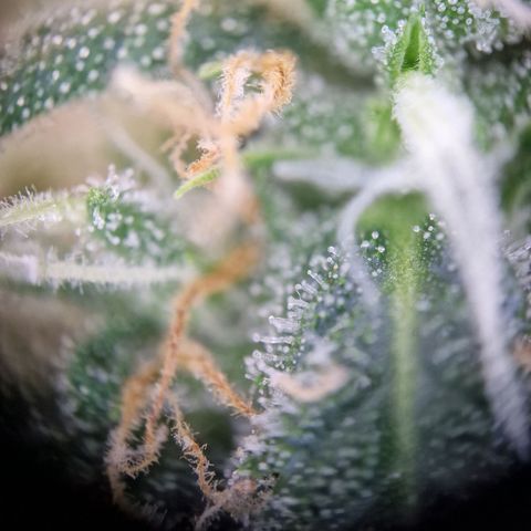 Gelato Auto  growlog timeline photo