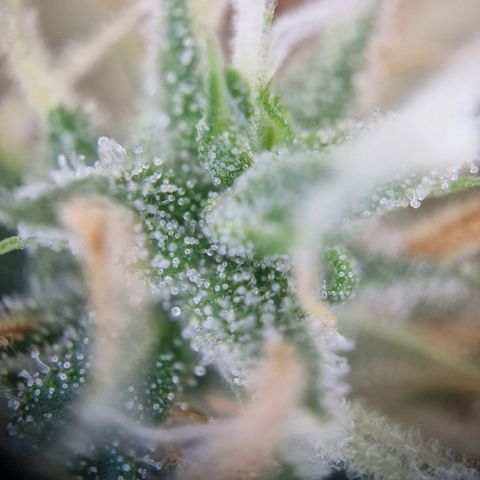 Gelato Auto  growlog timeline photo