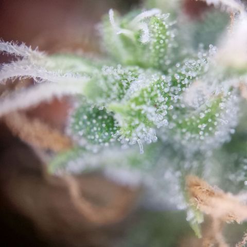 Gelato Auto  growlog timeline photo